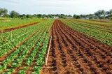 Temperaturile extreme influențează negativ culturile de legume. Agricultorii sunt disperați 