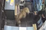 Un leopard a dat buzna într-un magazin și a atacat oamenii. Imaginile sunt greu de privit