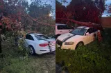 Rafale puternice de vânt în Satu Mare. Trei autoturisme, avariate de un copac căzut