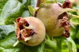 Copacul cu fructul uitat al Evului Mediu, redescoperit într-o rezervație naturală. Moșmonul revine în atenția specialiștilor
