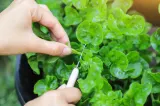 Planta comestibilă pe care foarte mulți o ignoră. Este aur curat pentru sănătate