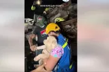 Povestea unei salvări miraculoase: Cum a supraviețuit o cățelușă sub dărâmături în Venezuela VIDEO