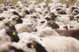 Focar nou de pesta micilor rumegătoare în Mureș. Peste 800 de oi vor fi sacrificate 