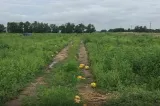 Producția de pepeni, afectată grav de vremea extremă. Pepenii de Dăbuleni putrezesc pe câmpuri