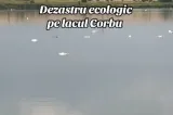 Sute de pești au murit în lacul Corbu. Autoritățile au început ancheta și analizează probele de apă și pește