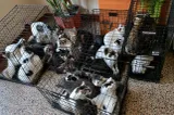 Peste 100 de pisici, găsite în condiții improprii într-un apartament din Capitală: animalele au fost relocate