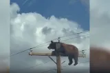 Urs mort pe stâlpul de electricitate. Imagini greu de privit