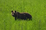Patru pui de urs orfani de la Sanctuarul Libearty Zărnești, transferați într-un parc natural din Franța