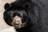 Ursul-șofer care i-a făcut să râdă pe trecători! A claxonat ore în șir și a ținut un cartier întreg treaz