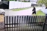 Jurnalist celebru, atacat de un urs la Băile Tușnad