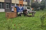 O ursoaică de 100 de kilograme a ajuns pe un bulevard din Sibiu, apoi s-a refugiat în curtea unui liceu. Animalul a fost tranchilizat