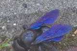 Vietate spectaculoasă descoperită într-o curte din Suceava. Femeia a rămas mută de uimire