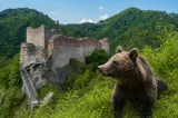 Cetatea Poenari, vizitată doar în grupuri organizate, după apariția unui urs în zonă