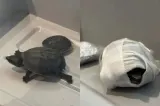 Două broaște țestoase, ascunse în bustiera unei femei la aeroport. Scanerul TSA a dezvăluit totul