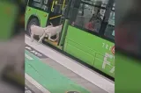Două capre au devenit celebre pentru umanitatea lor. Au urcat „civilizat” în autobuz