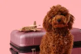Țara europeană care permite câinilor de până la 30 de kilograme să călătorească în cabina avionului: ce trebuie să știe pasagerii