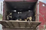 Două transporturi ilegale de animale, descoperite în județul Tulcea. ANSVSA intensifică controale pentru combaterea comerțului ilegal