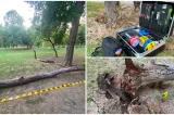 Pericol în Cișmigiu: o tânără a fost strivită de 2 copaci și riscă să rămână paralizată
