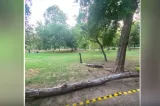 O femeie a ajuns la spital după ce un copac a căzut peste ea în Cișmigiu