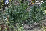 Bărbat arestat după ce a cultivat peste 130 de plante de canabis într-o pădure din Covasna - FOTO