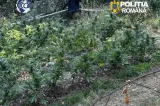 Rețea de traficanți de canabis, destructurată de DIICOT la Brașov: Șapte tineri au ajuns în spatele gratiilor. Cel mai mic are 15 ani
