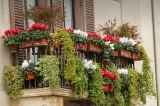 Când trebuie udate florile pe caniculă. Greșeala pe care mulți o fac și care poate distruge plantele