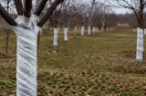 Motivul pentru care trunchiurile copacilor sunt acoperite cu alb toamna. Secretul grădinarilor pentru pomi sănătoși
