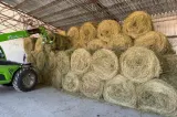 Trafic cu furaje între Franța și Elveția din cauza secetei. ”Vedem zeci de camioane care se îndreaptă spre partea elvețiană”