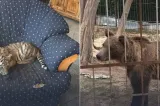 Descinderi la grădina zoologică ilegală din Dâmbovița, unde erau ținuți lei, urși și maimuțe. Posibile fapte de contrabandă, verificate