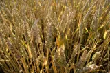 Alertă ONU: Costul global al alimentelor a atins recordul ultimilor ani, Ucraina exportă doar 30%