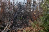 Incendiu devastator în Canada: o femeie a murit în timp ce încerca să fugă din calea flăcărilor