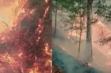 Incendii devastatoare în pădurile din Caraș-Severin. Focul a ajuns în apropiere de stațiunea Băile Herculane - VIDEO