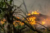 Incendiu de pădure de amploare în Olanda. Peste 300 de pompieri luptă cu flăcările: imagini dramatice