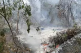 Incendiu de pădure lângă Plauru, în județul Tulcea. Romsilva: ”Localnicii spun că ar fi fost provocat de o dronă”-VIDEO