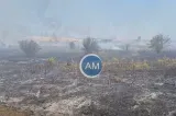 Incendiu violent în Mehedinți. Flăcările mistuit o plantație întreagă de viță-de-vie și au pătruns în pădure