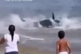 Panică pe o plajă din Marbella. O creatură uriașă a ieșit la mal, iar turiștii au crezut că este un rechin VIDEO