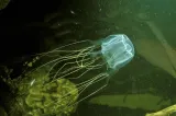 Un adolescent de 13 ani a murit după ce a fost înțepat de o meduză cub. Alertă pe plaje
