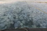 Invazie de meduze uriașe pe litoral. Explicația specialiștilor