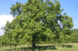 Tăierea nucului din propria curte. Regula pe care proprietarii trebuie să o respecte, în caz contrar riscă o amendă colosală