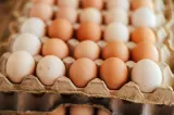 Focar record de salmonella în Belgia. Peste 300 de persoane au fost infectate