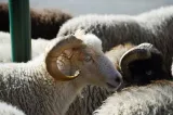 Alertă în județul Tulcea. Un nou focar de variolă ovină, confirmat în localitatea Peceneaga