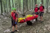 Panică pentru un pădurar: un copac tăiat s-a prăbușit peste el