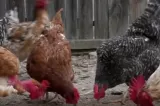 Păsările din gospodării, în pericol din cauza caniculei