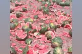 Zeci de pepeni, aruncați în mijlocul drumului. „Au preferat să-i arunce decât să-și vândă munca pe nimic!”