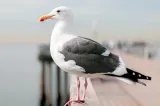 Pescărușii nu fură la întâmplare. Cum decid cui să-i ia mâncarea de pe plajă. Cercetătorii au rămas uimiți