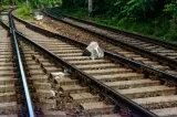 Alertă pe calea ferată la Petroșani: placă de beton și un dispozitiv de macaz, găsite în calea unui tren de marfă