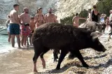 Mistreții care înoată printre turiști au transformat o insulă din Grecia într-o atracție virală. Imaginile fac furori pe TikTok