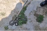 Șarpe de un metru, găsit în curtea unei case din Arad. Jandarmii au intervenit