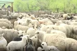 Ursul a dat atacul la stână. Ciobanul a fost salvat de câini