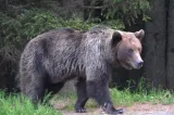 Alertă după apariția unui urs într-o gospodărie din Bacău. Locuitorii au primit mesaj RO-Alert